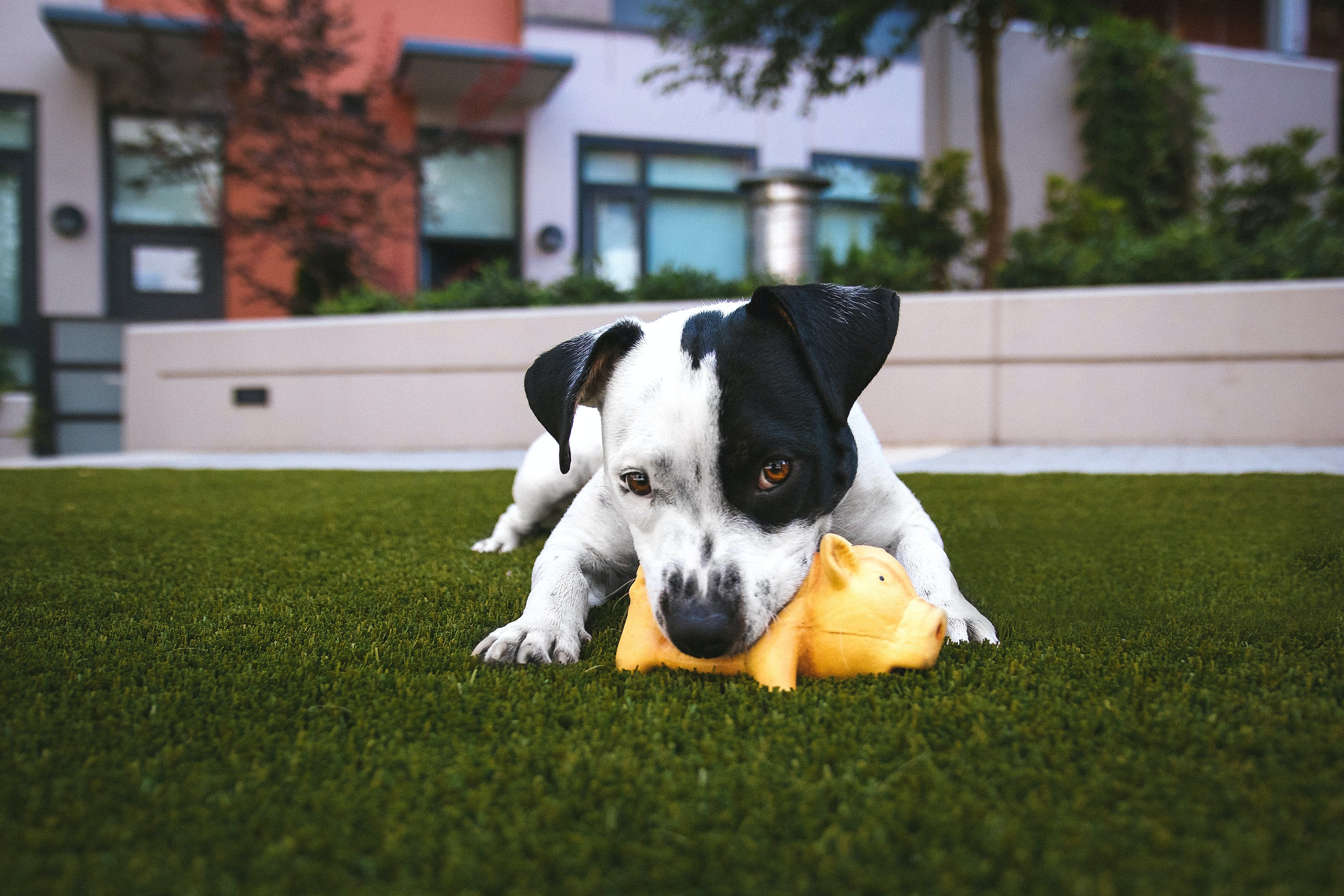 keeping your house clean with outdoor pets